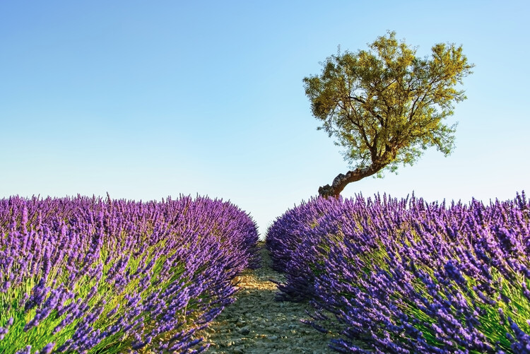 Umjetnička fotografija Provence
