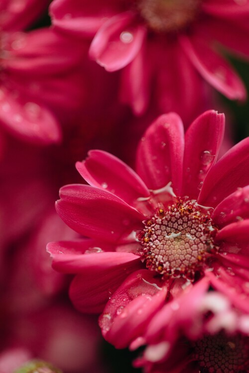 Fotografia artystyczna Red flowers