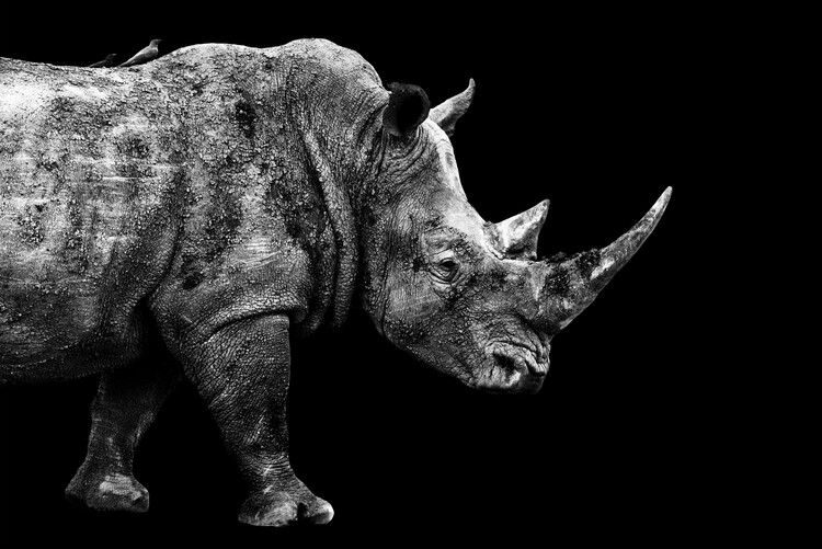 Umelecká fotografie Rhino Black Edition