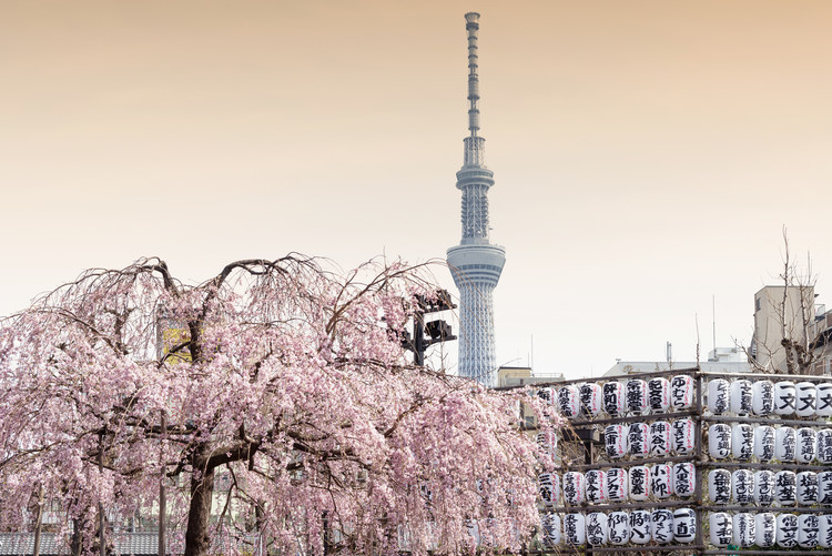 Umelecká fotografie Sakura Tokyo Skytree