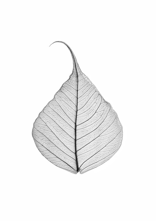 Umělecká fotografie Skeleton leaf