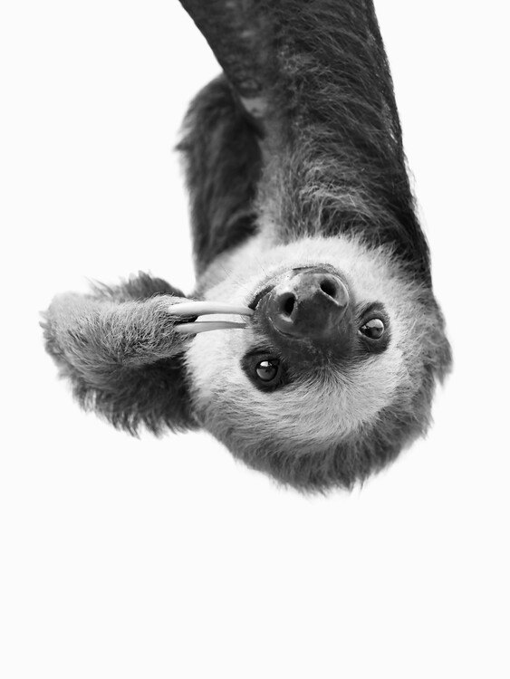 Fotobehang Sloth BW