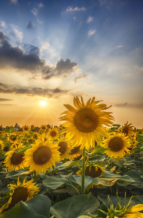 Umjetnička fotografija Sunset with beautiful sunflowers