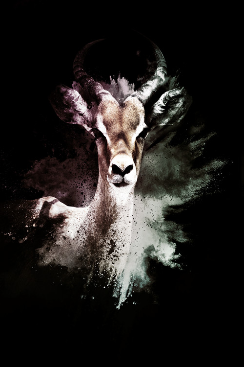 Umělecká fotografie The Antelope