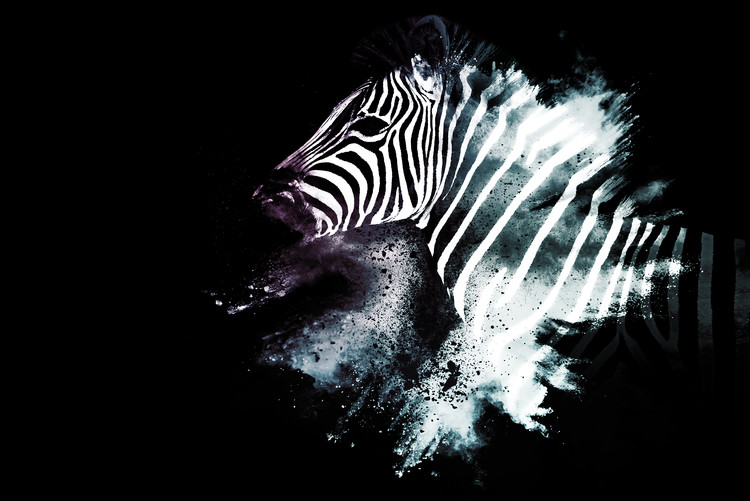 Umělecká fotografie The Zebra