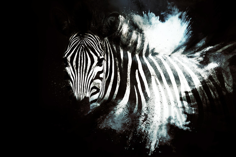 Umělecká fotografie The Zebra II