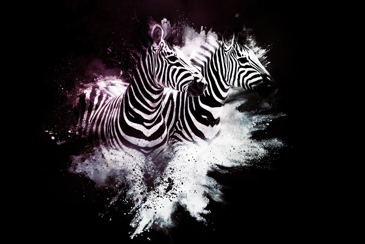 Umělecká fotografie The Zebras