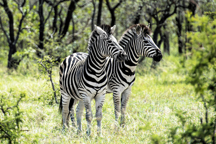 Umetniška fotografija Two Burchell's Zebra