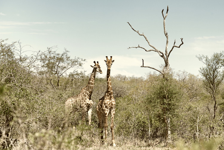 Umjetnička fotografija Two Giraffes