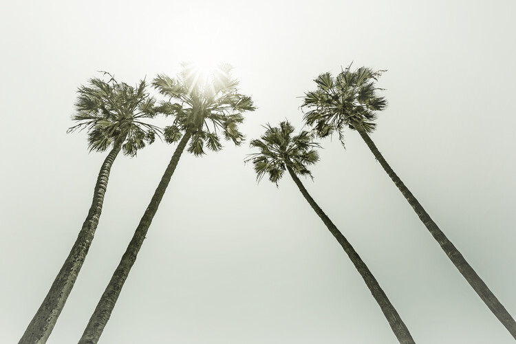 Umelecká fotografie Vintage palm trees in the sun