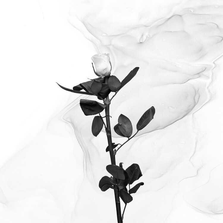 Umělecká fotografie White Rose | Liquid Art 