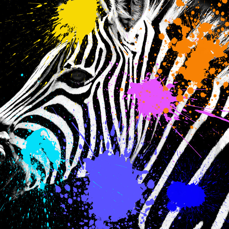 Umelecká fotografie Zebra Portrait