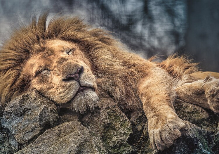 Puzzle Sleeping Lion Idees De Cadeaux Originaux Europosters Fr