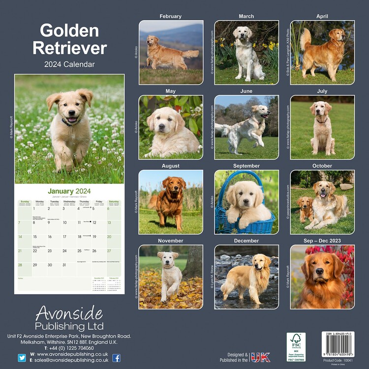 Golden Retriever Falinapt Rak 2024 Vedd Meg Az Europosters   Golden Retriever I178143 