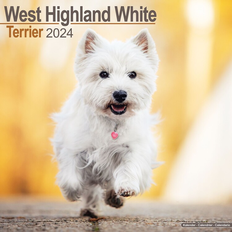 West Highland Terrier Falinaptárak 2025 Vedd meg az Europosters