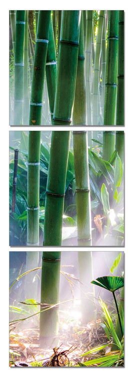 Bamboo Forest - Sunbeams Obraz