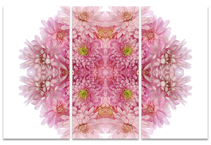 Obraz na plátně Alyson Fennell - Pink Chrysanthemum Explosion