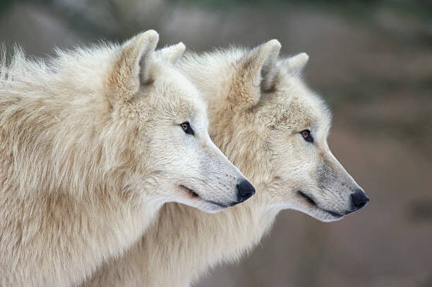 Obraz na plátně Arctic wolves