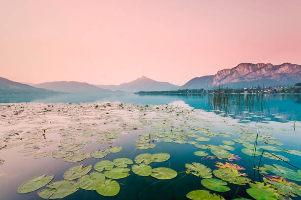 Obraz na plátně Austria, Lake Mondsee, Water Lilies in the morning