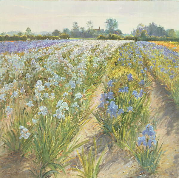 Obraz na plátně Blue and White Irises, Wortham