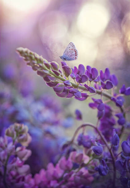 Obraz na plátně Close-up of butterfly on purple flowers,Russia