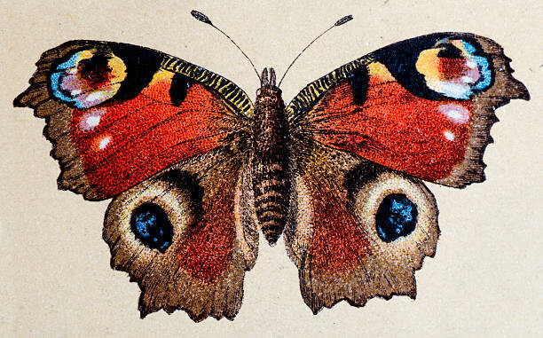 Obraz na plátně European Peacock , insect animals antique