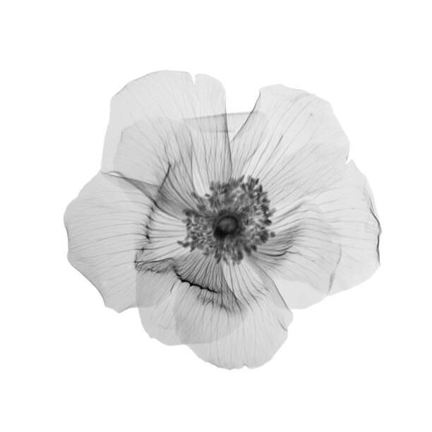 Obraz na plátně Flower in bloom, X-ray