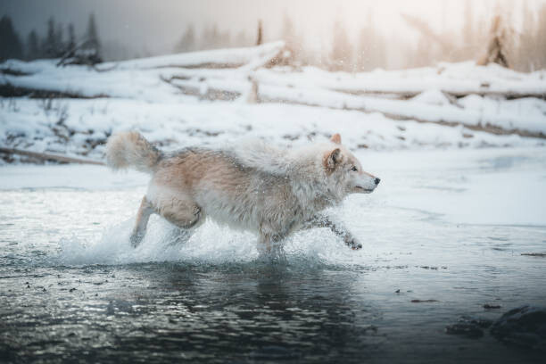 Obraz na plátně Grey wolf running in the frozen