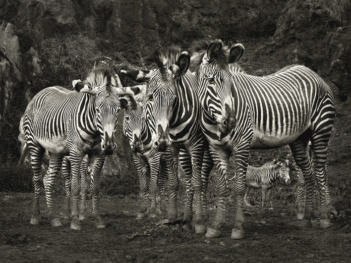 Obraz na plátně Marina Cano - Zebras