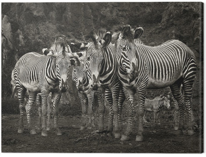 Obraz na plátně Marina Cano - Zebras