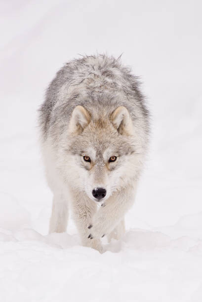 Obraz na plátně Portrait of arctic wolf  in