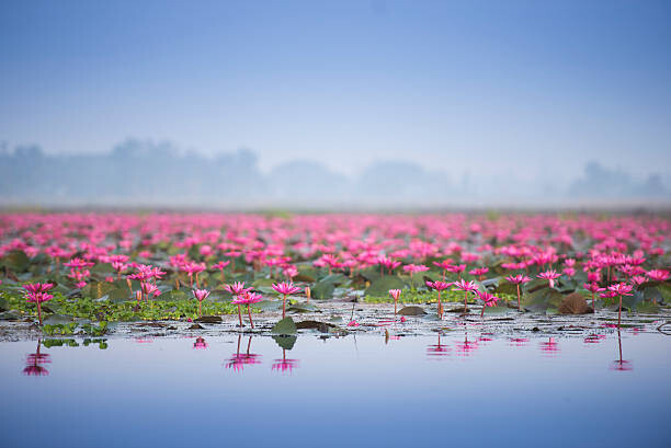 Obraz na plátně Sea of pink lotus.
