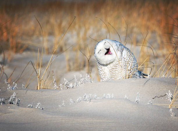 Obraz na plátně Snowy Owl Having a Good Laugh