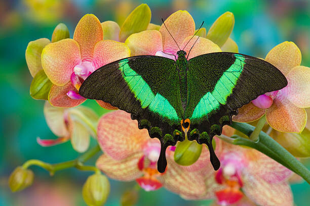 Obraz na plátně Swallowtail butterfly  perching on orchid,
