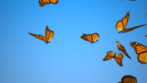 Obraz na plátně Swarm of Butterflies