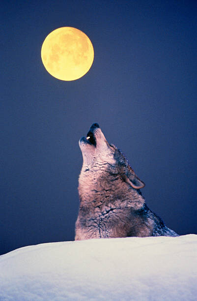 Obraz na plátně Wolf howling at full moon