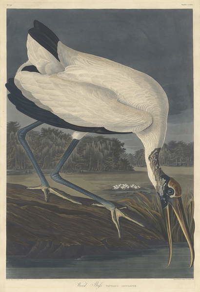 Obraz na plátně Wood Ibis, 1834