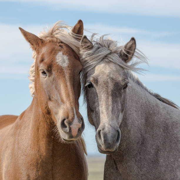 Obraz na plátně A pair of Icelandic horses in Iceland.