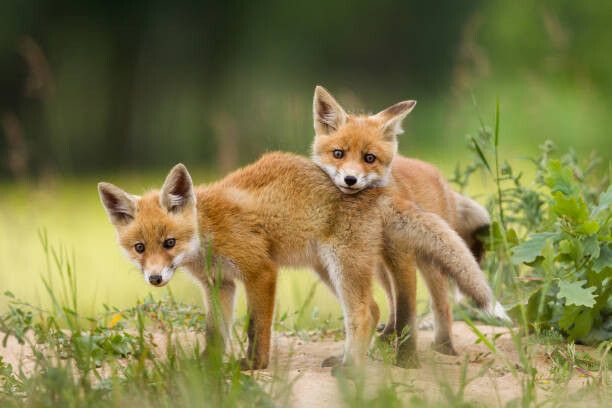 Obraz na plátně Adorable baby fox pups playing