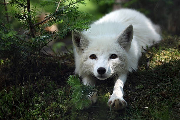 Obraz na plátně Arctic Fox