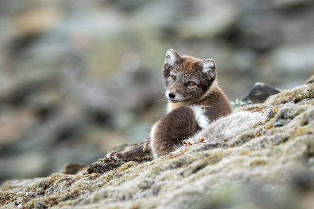 Obraz na plátně Arctic fox in natural environment in Svalbard