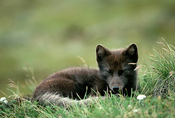Obraz na plátně Arctic Fox Laying in the Grass