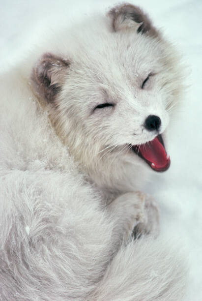 Obraz na plátně Arctic Fox Yawning in Snow