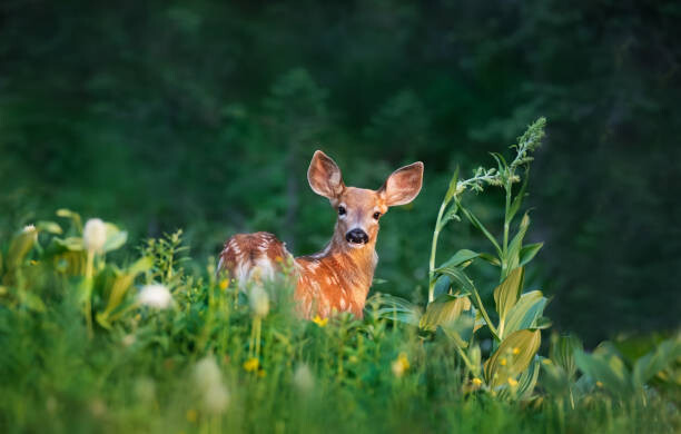 Obraz na plátně Bambi Deer Fawn