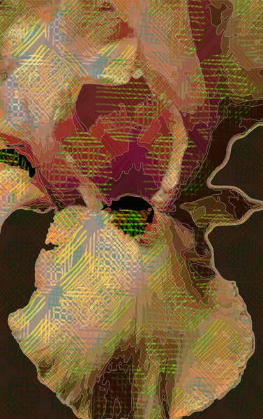 Obraz na plátně Bearded  Iris