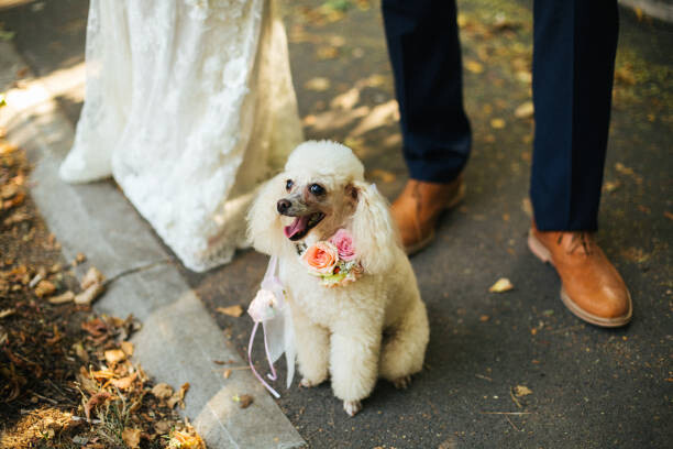Obraz na plátně Beautiful poodle with flowers on her neck