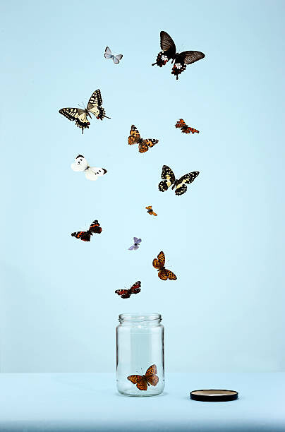 Obraz na plátně butterflies escaping from jar