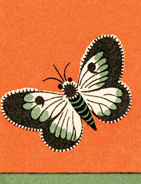 Obraz na plátně Butterfly