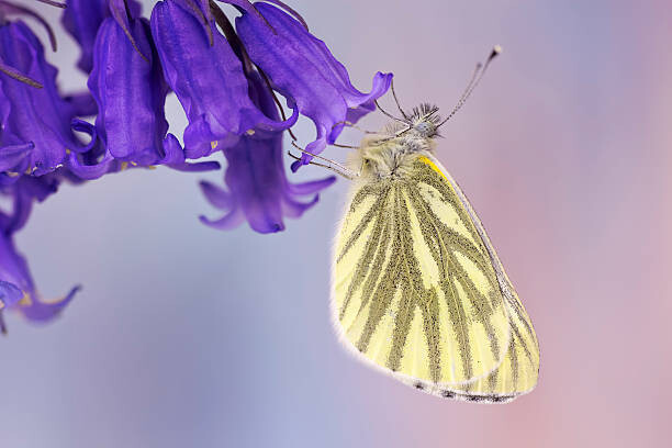 Obraz na plátně Cabbage butterfly