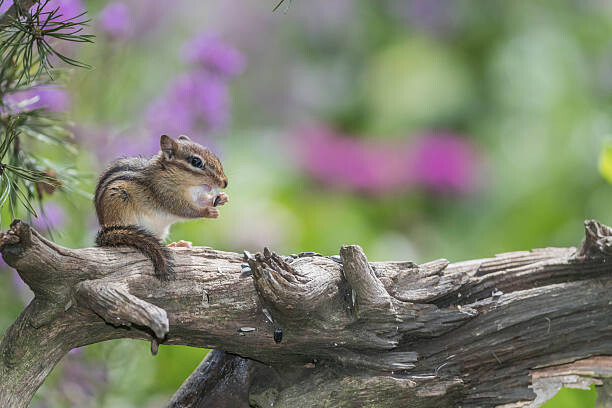 Obraz na plátně Chipmunk eating seed on log. Flowers behind.
